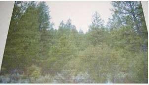 $7995 1.54 Acres in Oregon Pines subd. Klamath County Or (Klamath County Or)