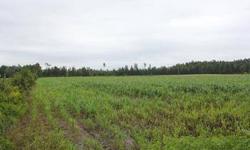 This 50 acre tract is located on Hoyt Road, just off of Highway 378, in Pamplico, SC. The land features an open field that can be used for crop or pasture and level topography. Electricity is available. This is an excellent property for cropland. It is