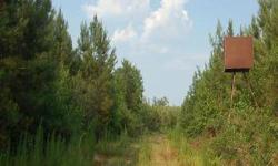 This 67 acre tract is located on Artis Cotton Road in Bear Creek, NC; it also has access off of Winding Way. The land features 10 year old replant Loblolly pines, an internal road, open areas, and rolling topography. This is an excellent tract for hunting