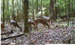 38 acres or you can buy more(up to 72 acres -access from hayden) deer everywhere.